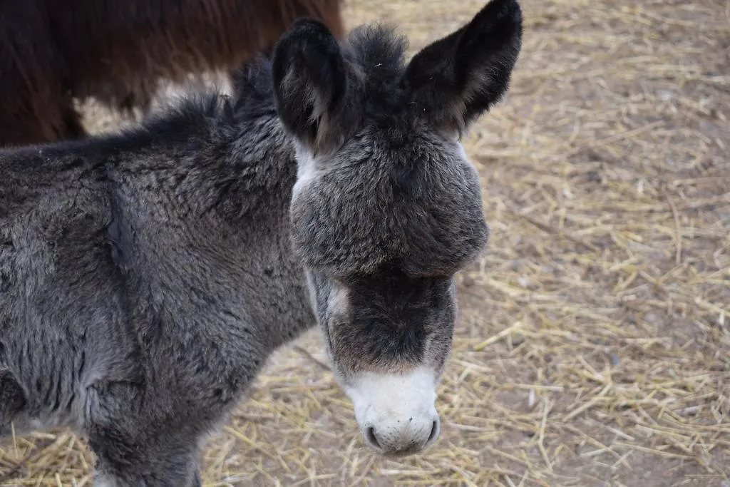 Séjour à la ferme Agriturismo Cà Del Lupo Pallazzolo sullʼOglio